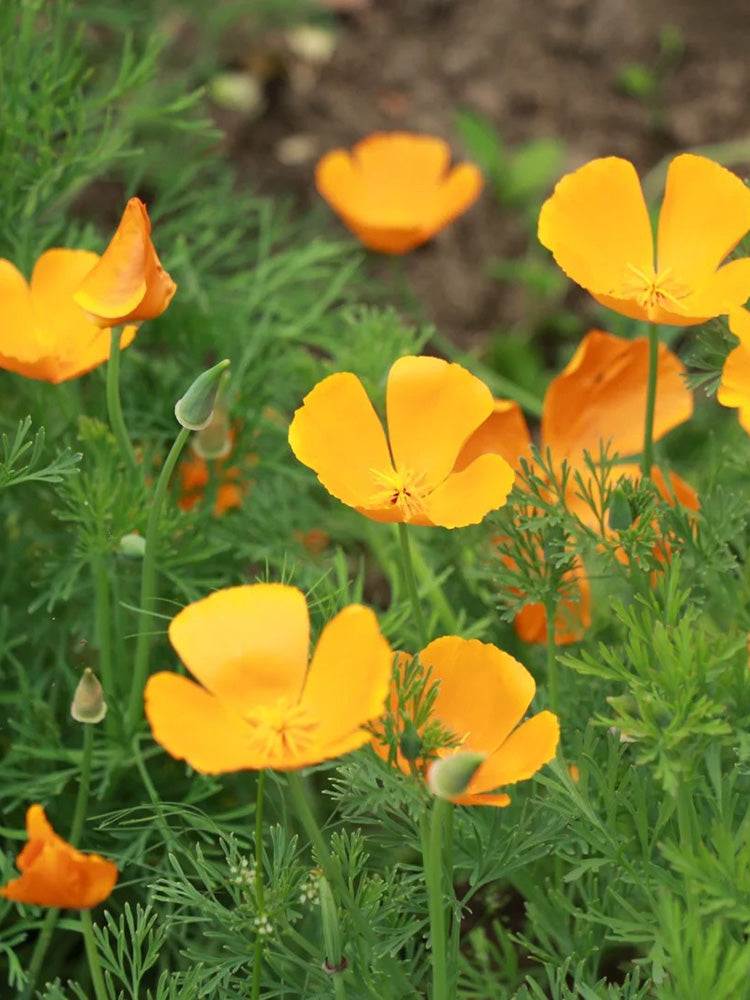 Mixed Colour California Poppy