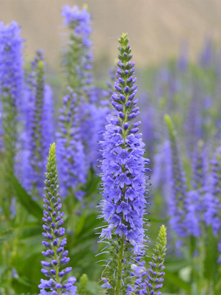 Hezhichun Spiked Speedwell