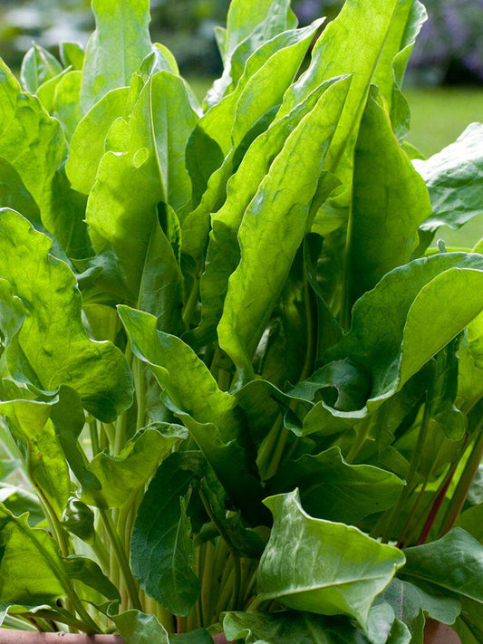 Broad Leaf Sorrel