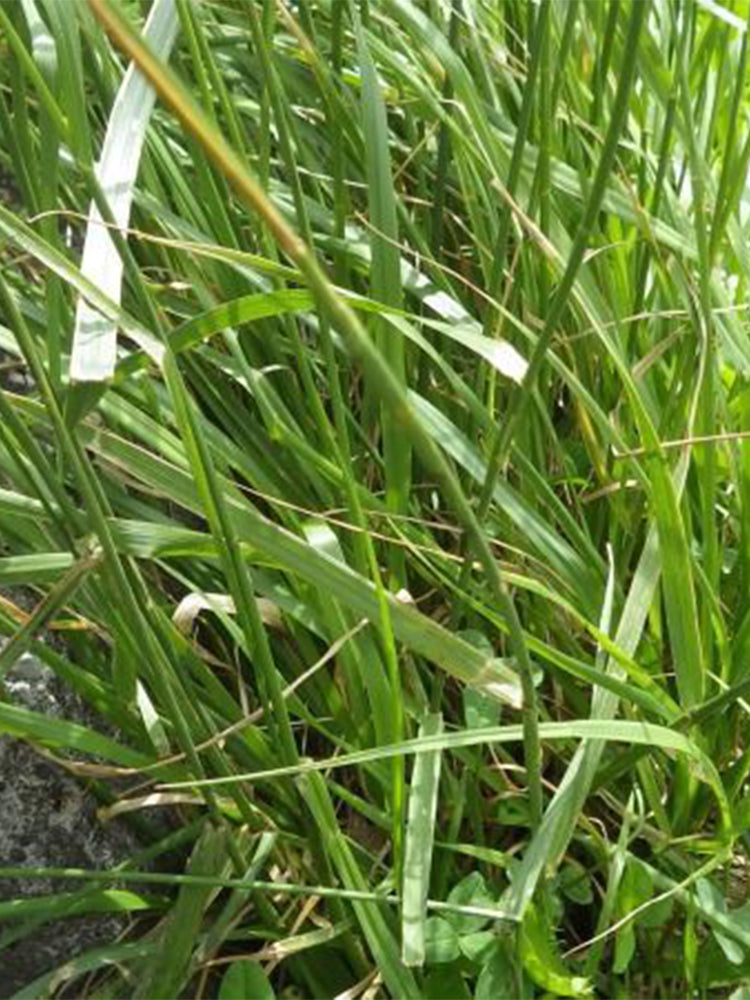 Festuca arundinacea 'Chenelle'