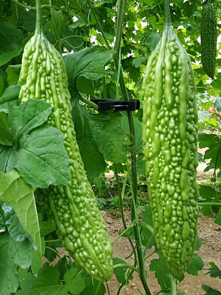 'Saibi' Green Bitter Gourd