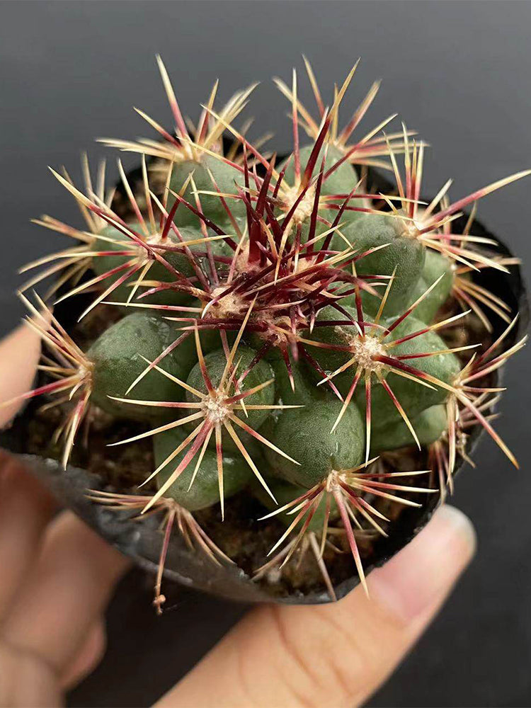 Thelocactus bicolor