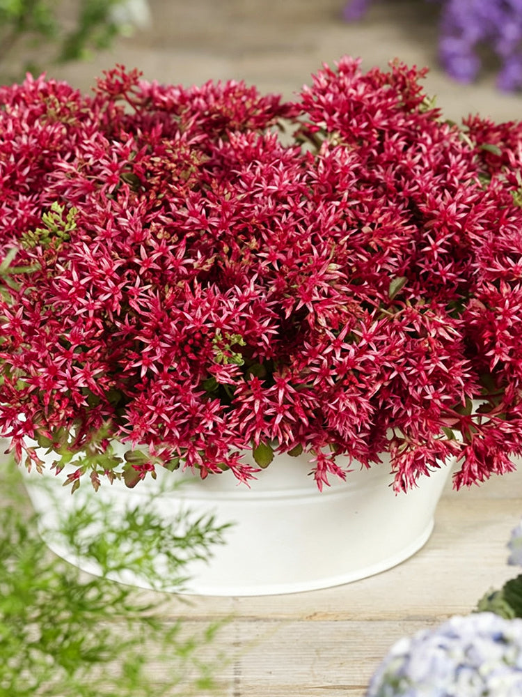 'Summer Glory' Stonecrop