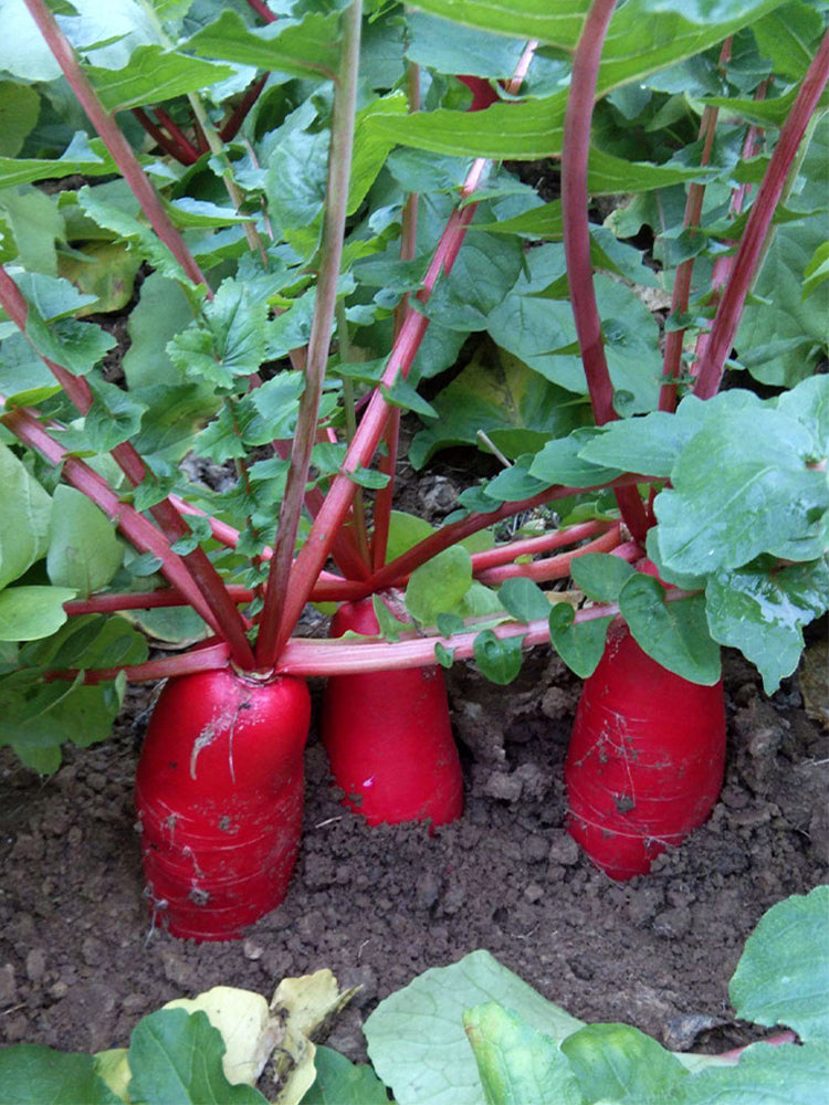 'Jinghong 30' Radish