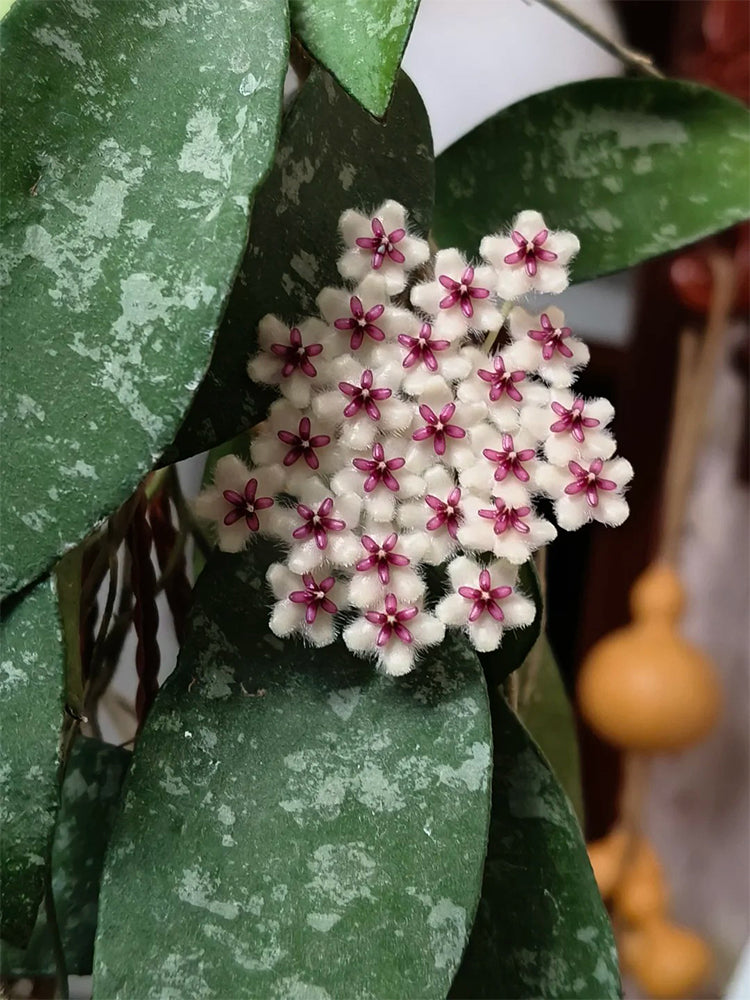 Phuwua Hoya Stem Cuttings