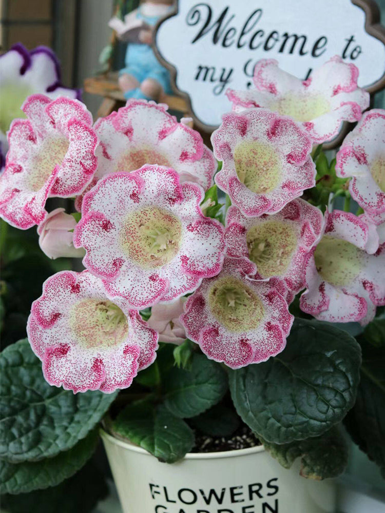 Gloxinia (Mixed 10+ Varieties)