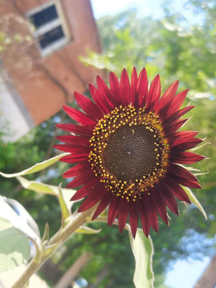 HEL27 Cherry Red Sunflower