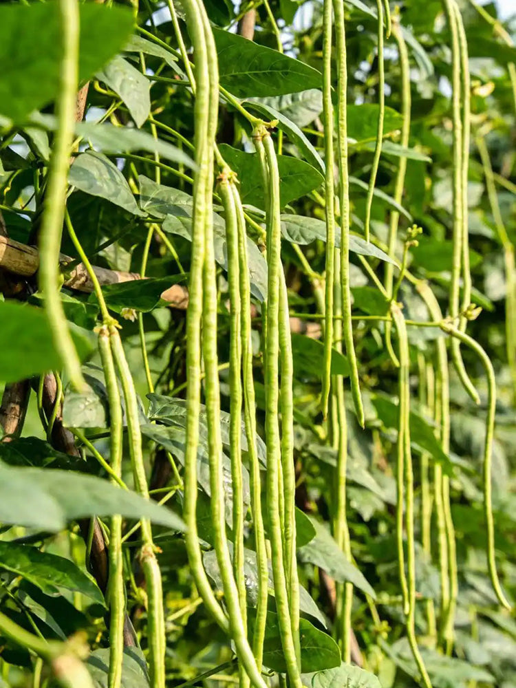 Jiaduobao Yardlong Bean