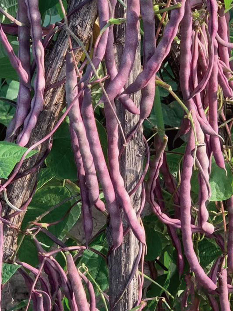 Fall Purple Kidney Beans