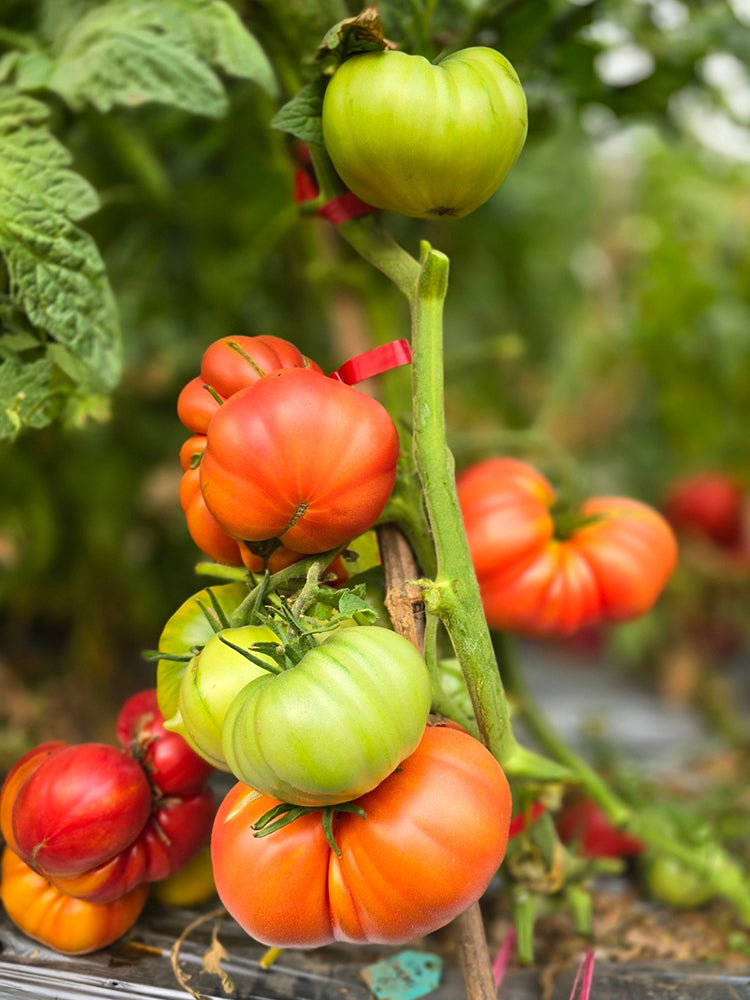 862 Cantati 6 Tomato