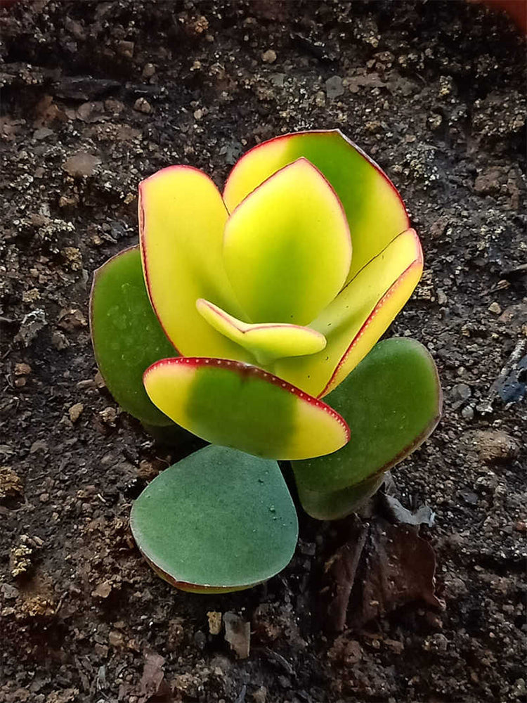Crassula Ovata Variegated 6.0