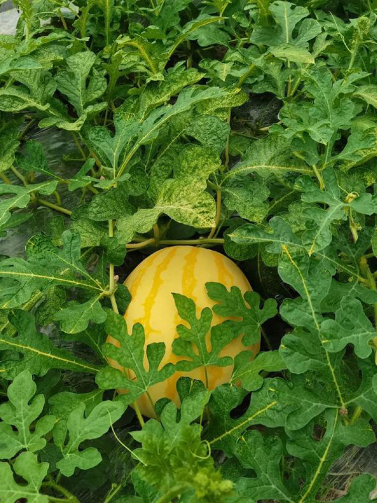 'Fuqi Chaoyang' Watermelon