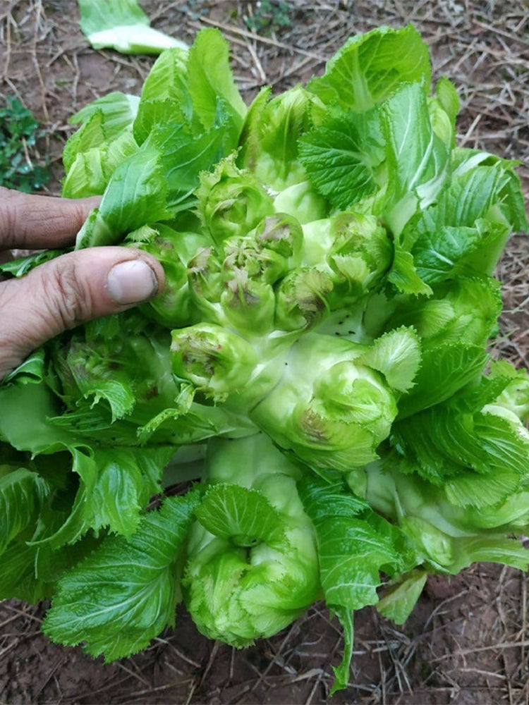 Keguang Baby Mustard Greens
