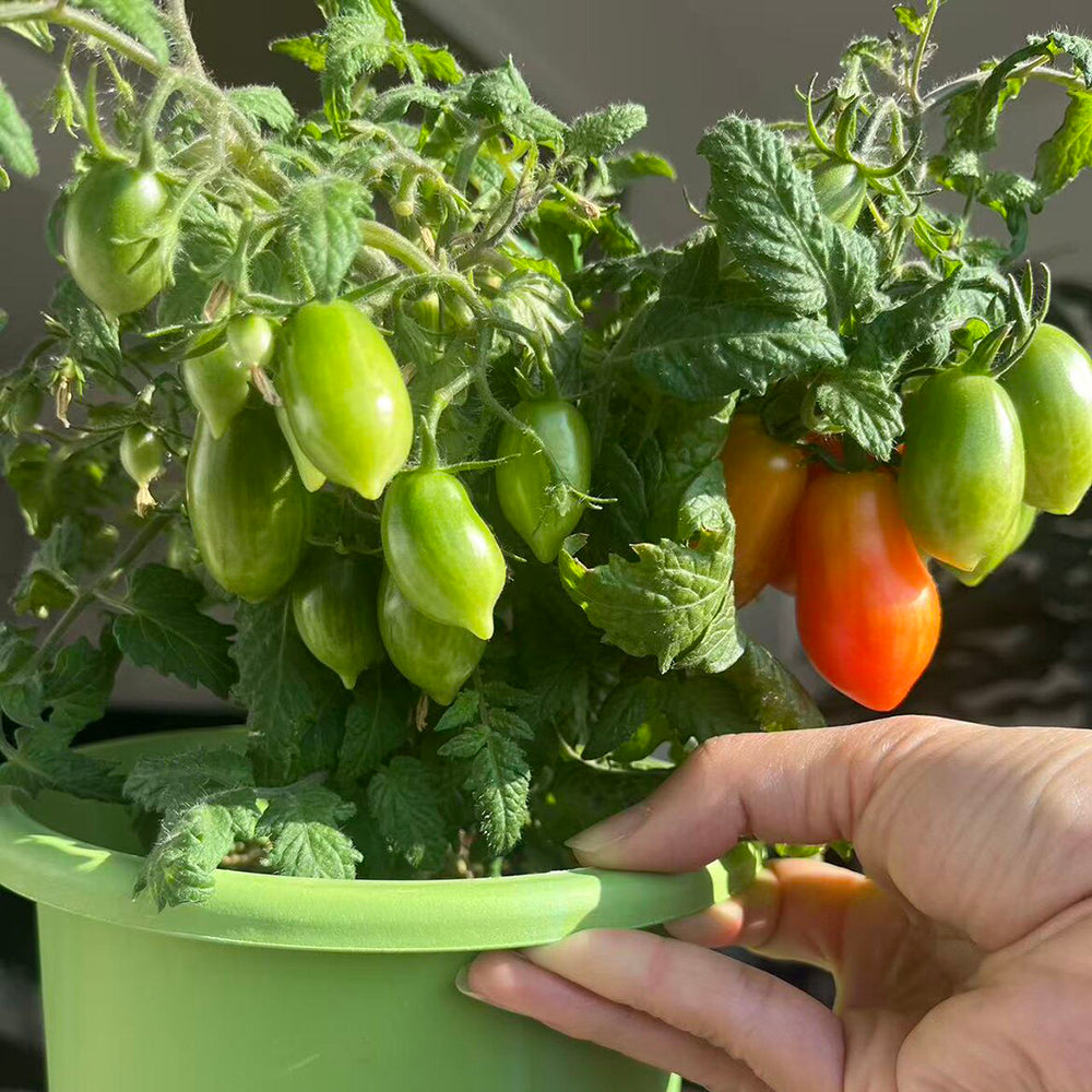 829 Micro Laura Tomato