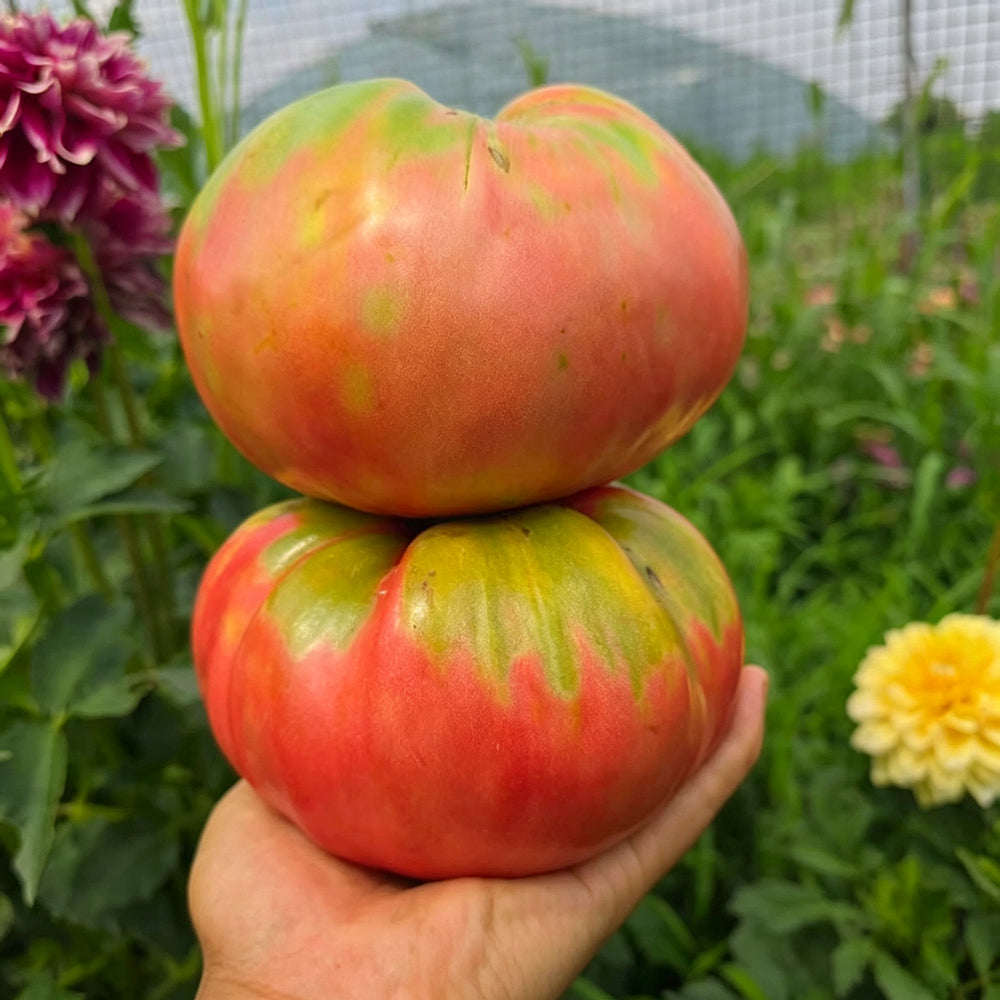 816 Bulgarian Mountain Cap Tomato