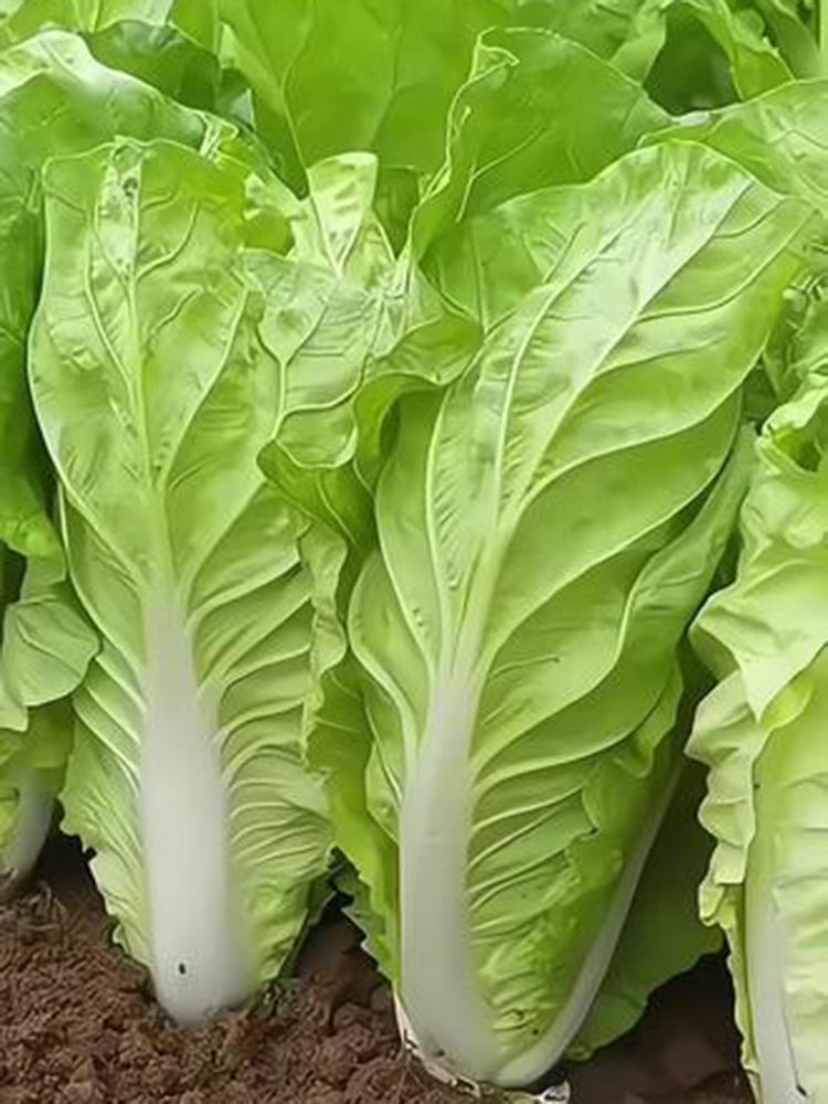 Fast Growing Pak Choi
