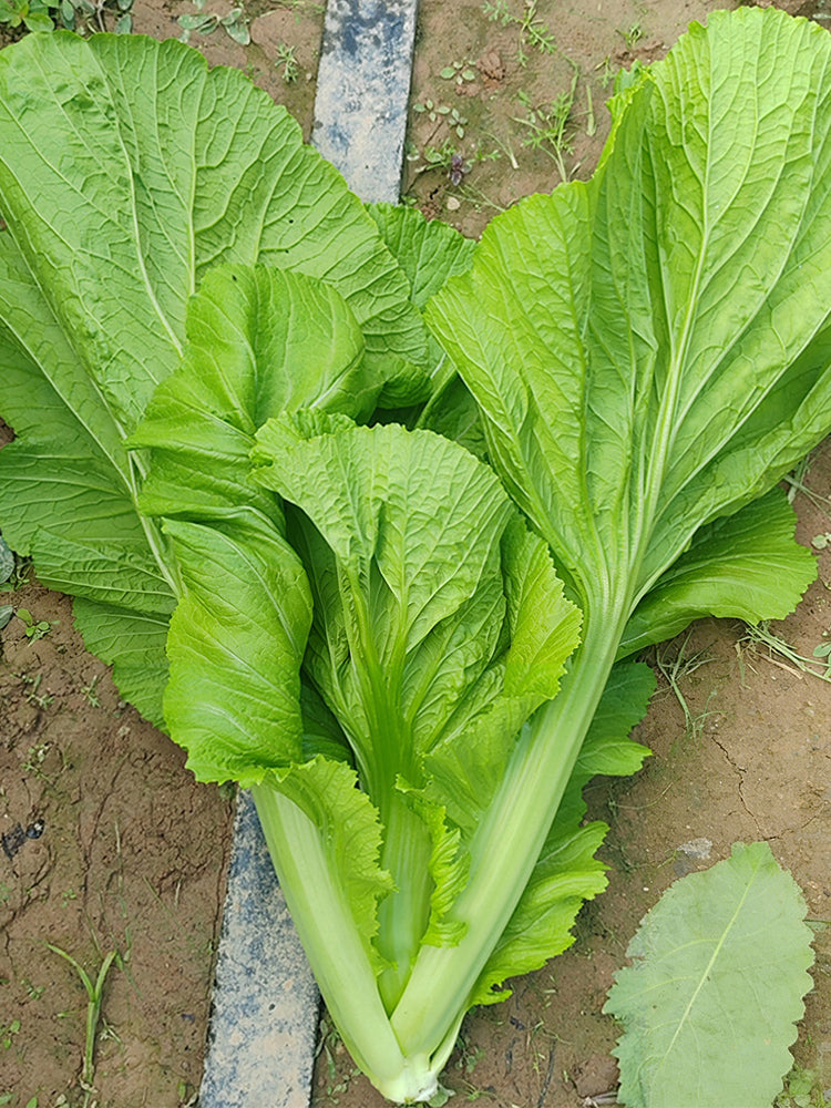 'Bianhe Darou' Sweet Leaf Mustard