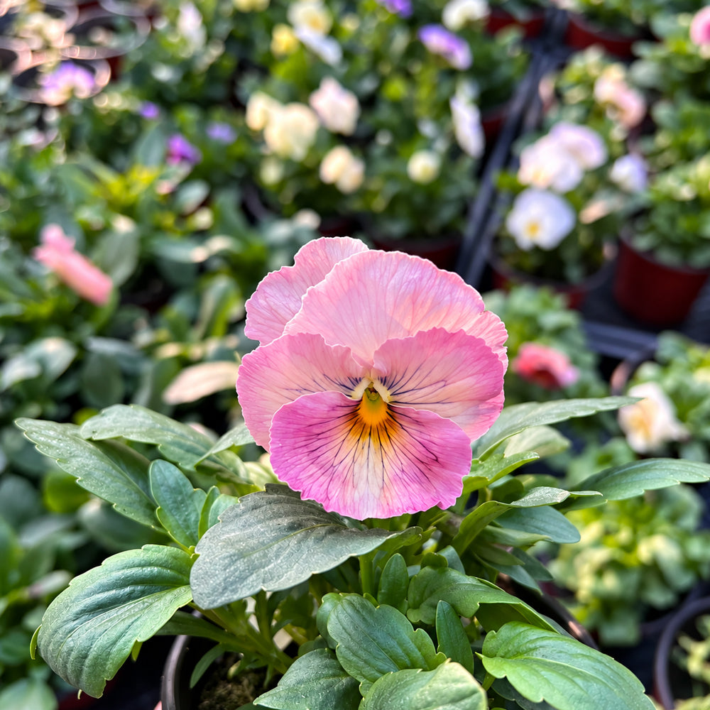 U2335 Imperial Antique Shades F1 Pansy