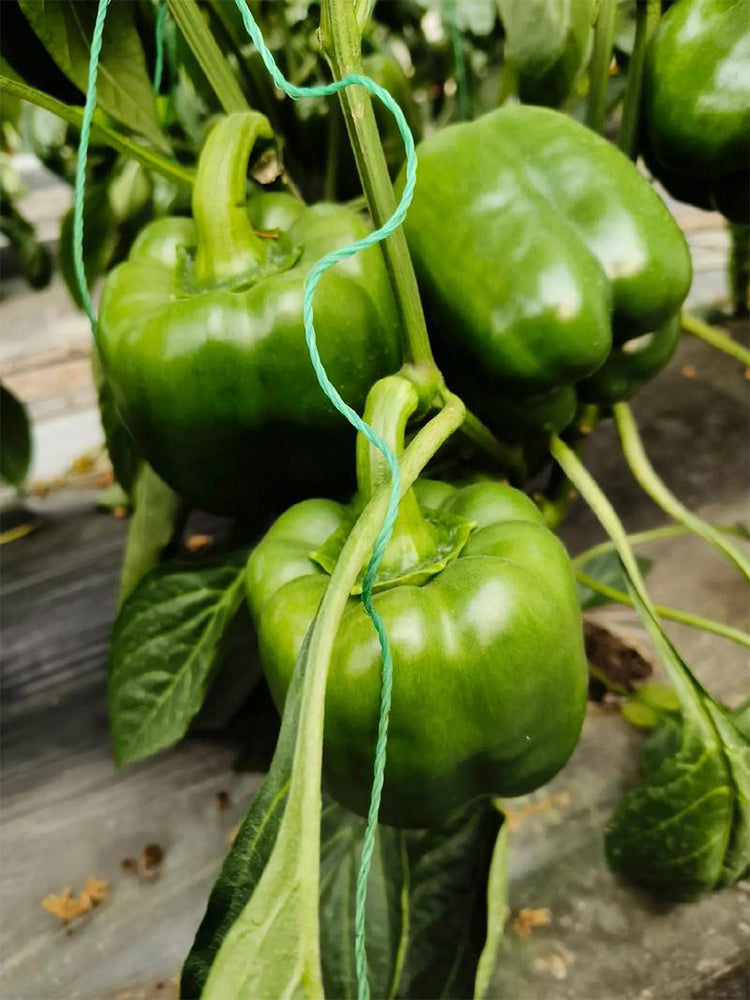 Square Green Pepper (Capsicum annuum)