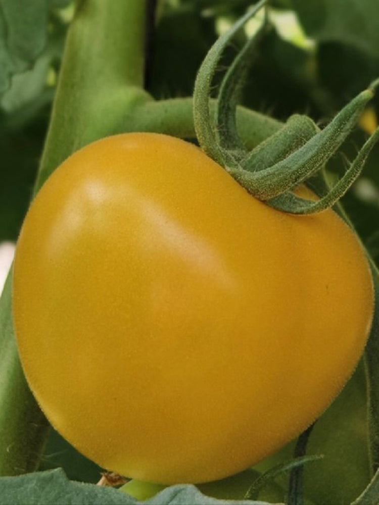 'Golden Apple' Big Yellow Tomato
