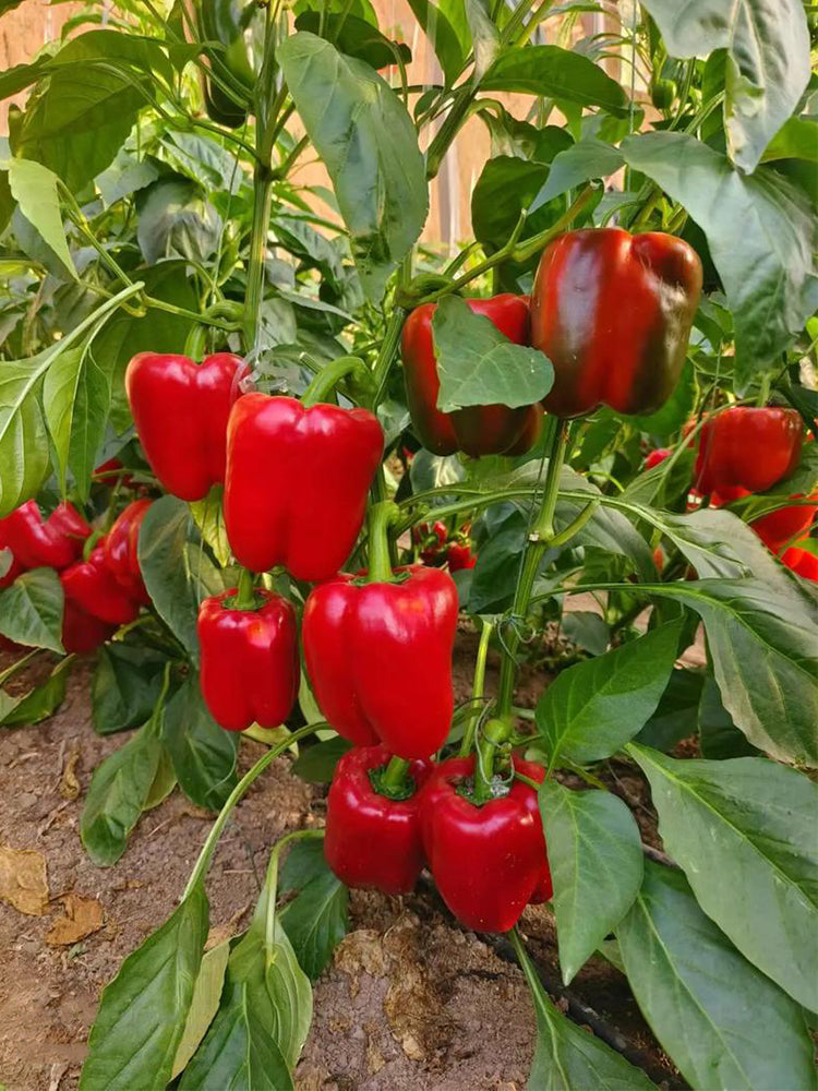 Red Bell Peppers (Capsicum annuum)