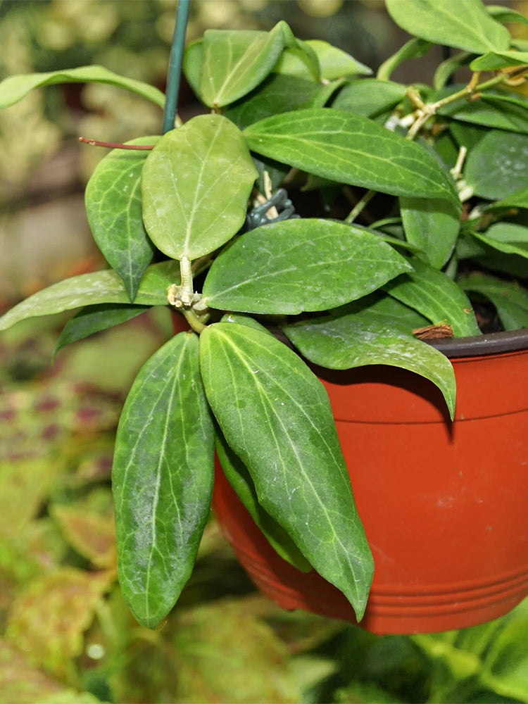 Hoya cutis-Porcelana Unrooted Stem Cuttings