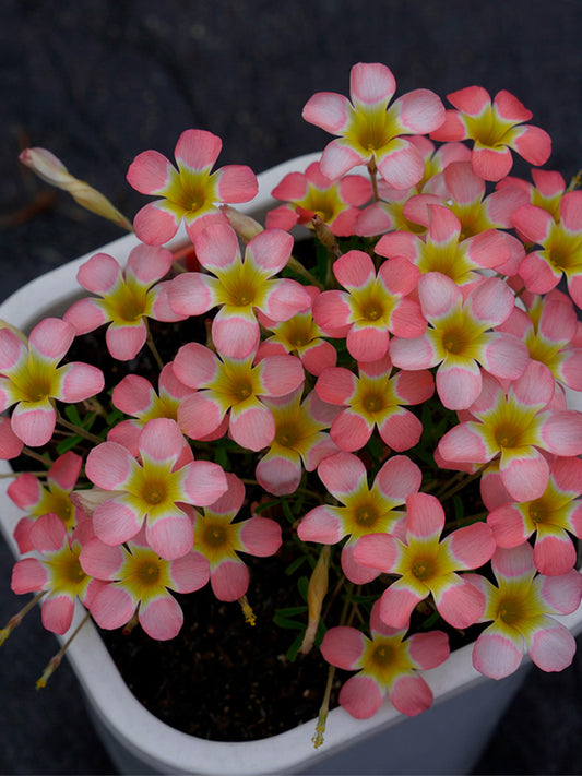 Oxalis Candy Box Series - 'Peach'