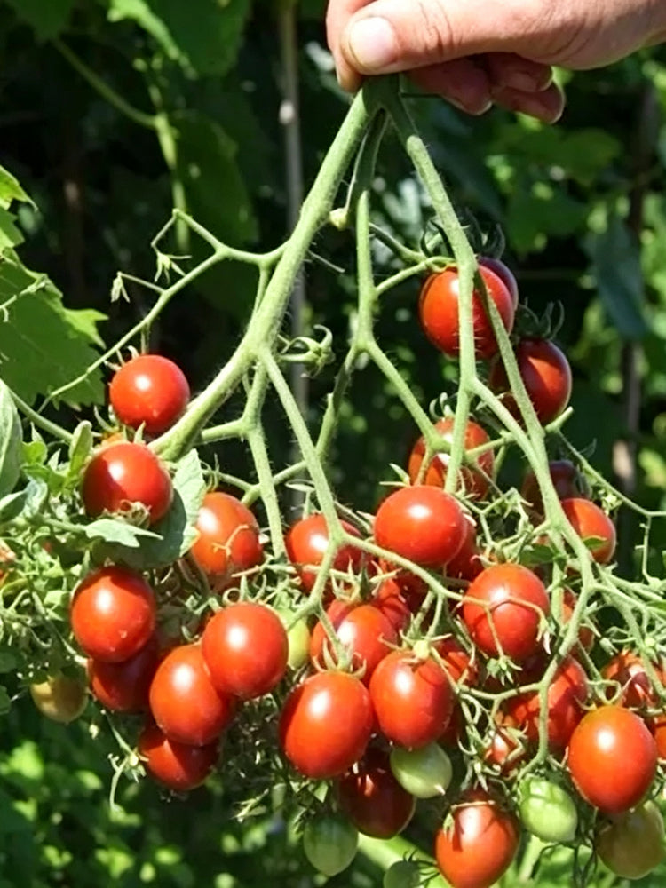 935 Centiflor Black Tomato