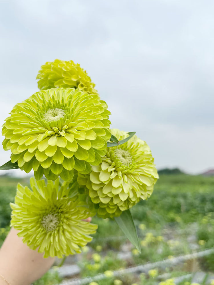Green Envy Zinnia