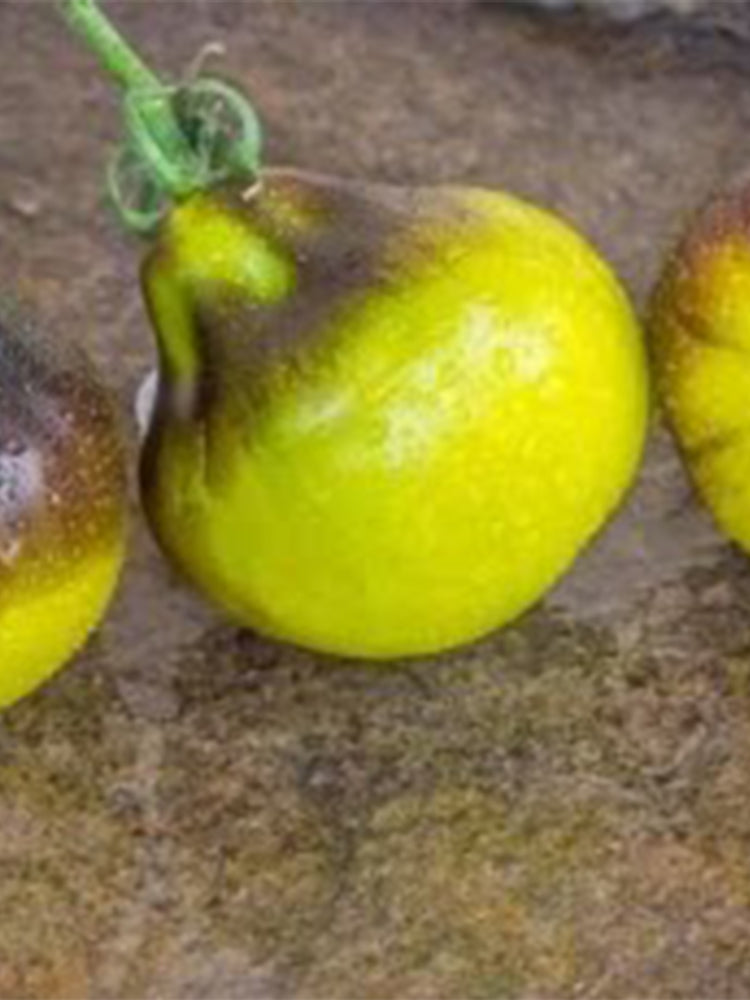 Flanders Contrast Tomato