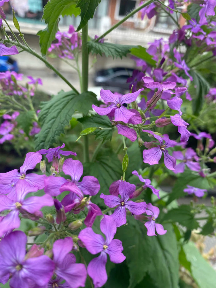 Silver Dollar Plant