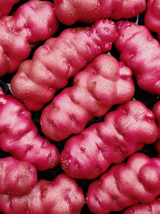 True Potato Seeds (TPS), Lookin' Waqy