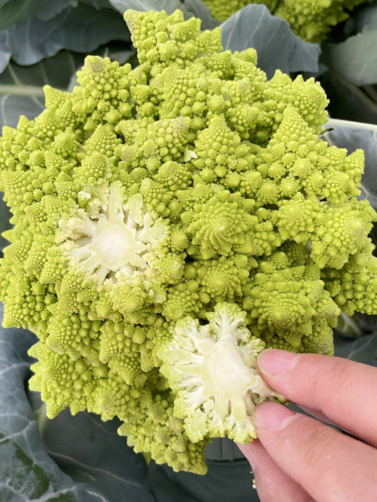 Dutch White Pagoda Cauliflower