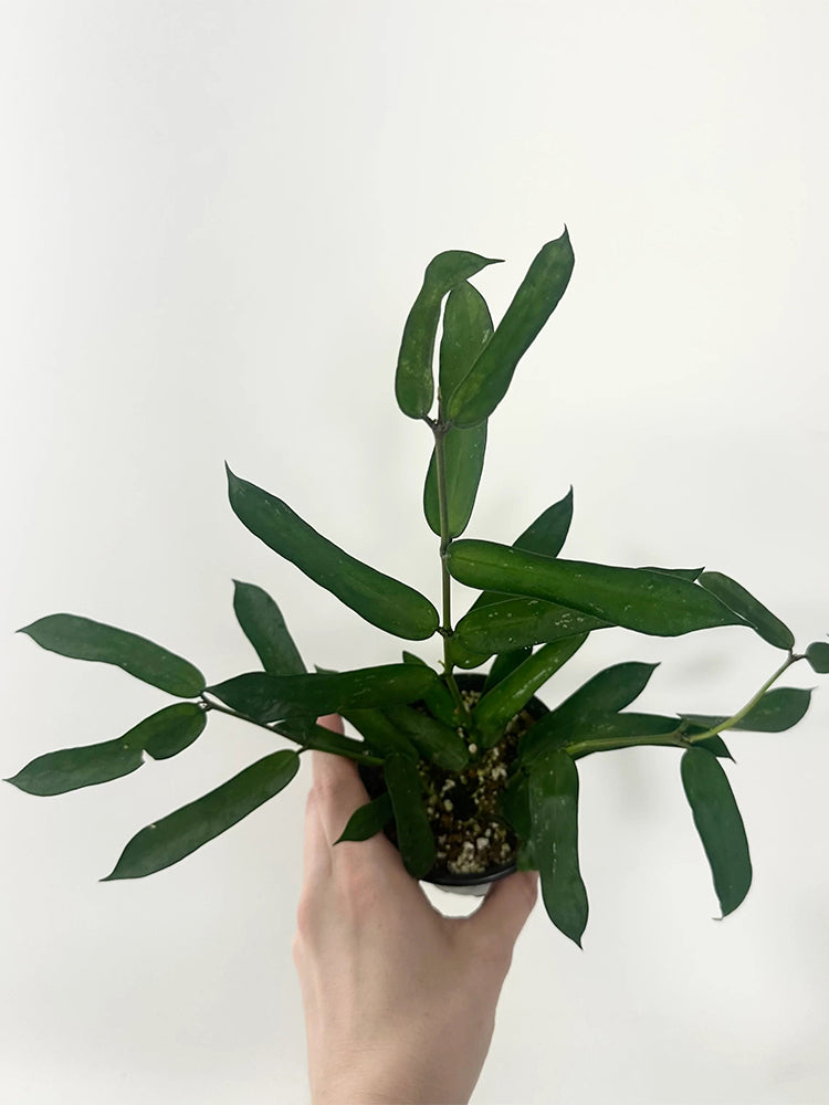 Hoya pandurata Silver Unrooted Stem Cuttings
