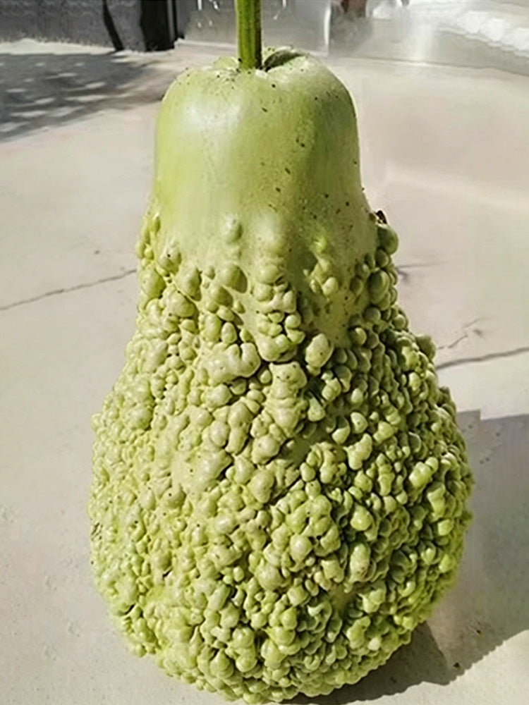Long Knobbly Gourd