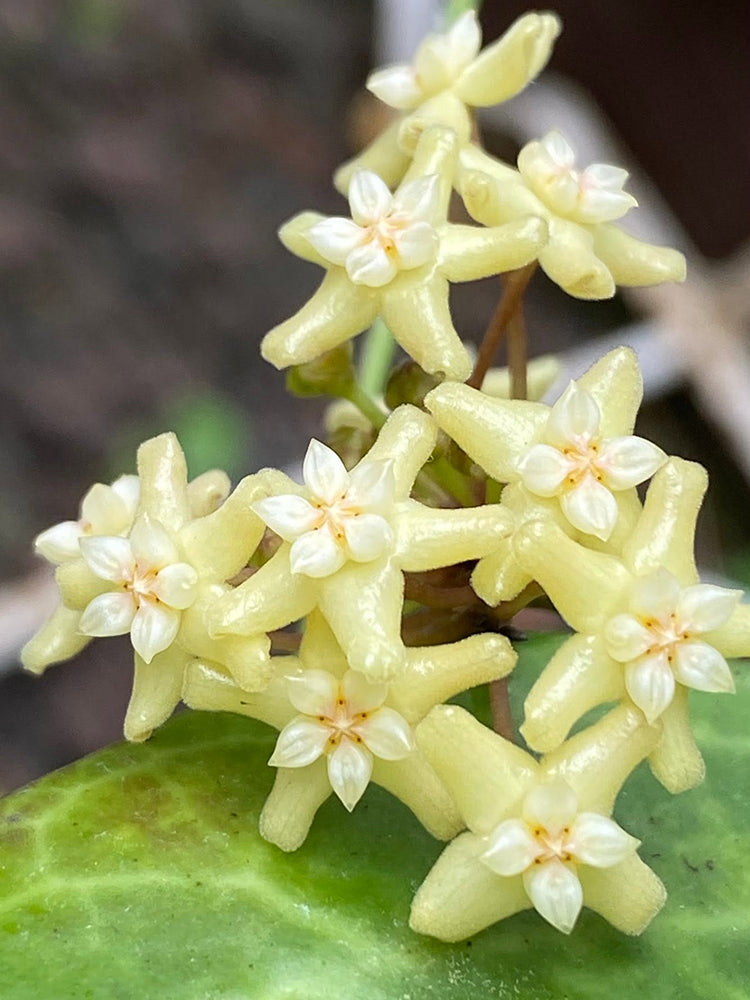 Hoya merrillii Unrooted Stem Cuttings