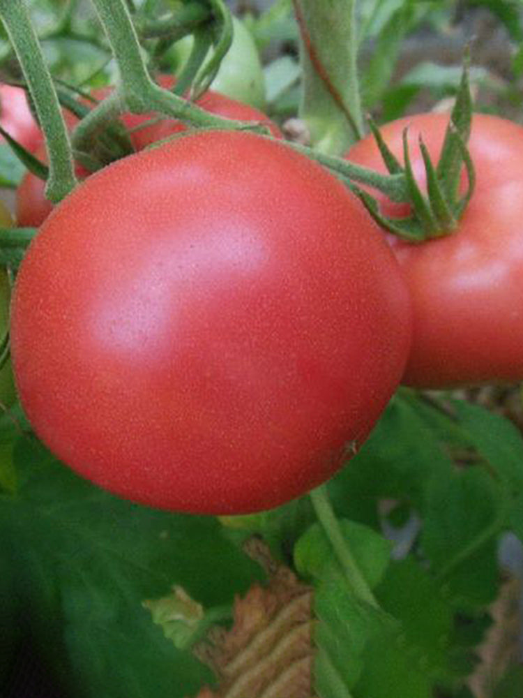 Kuwait No.4 Pink Tomato Hybrid Seeds