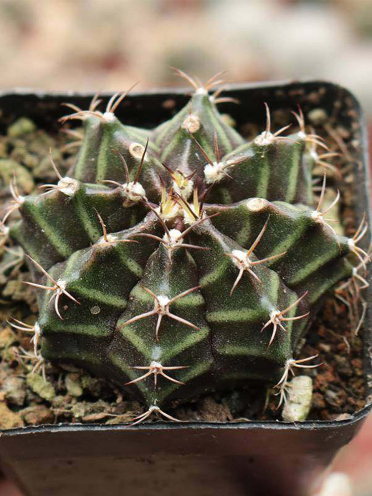 'Ruiyun Peony' Live Cactus