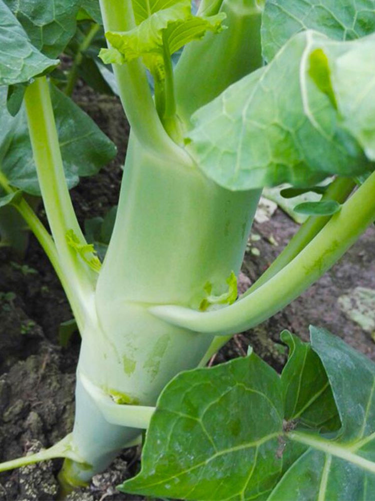 'Jiemei' Big-Stem Chinese Kale