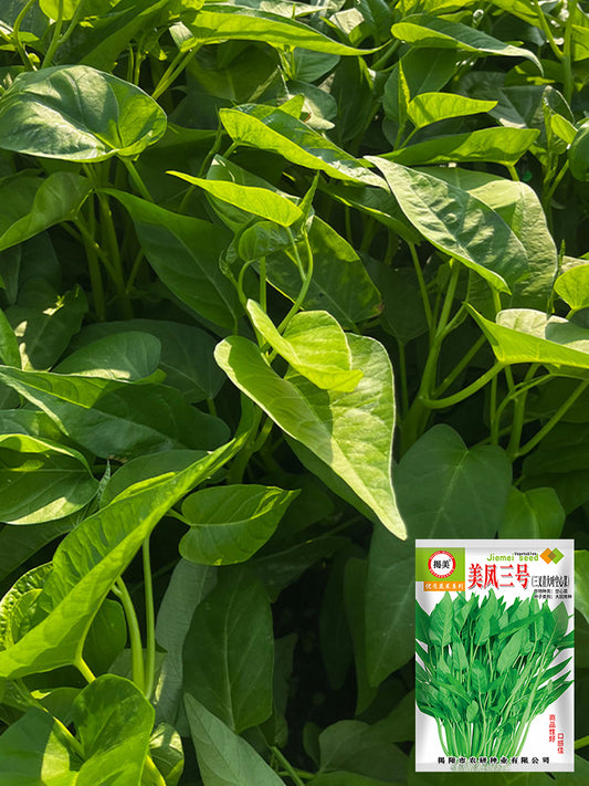 Meifeng No.3 Water Spinach