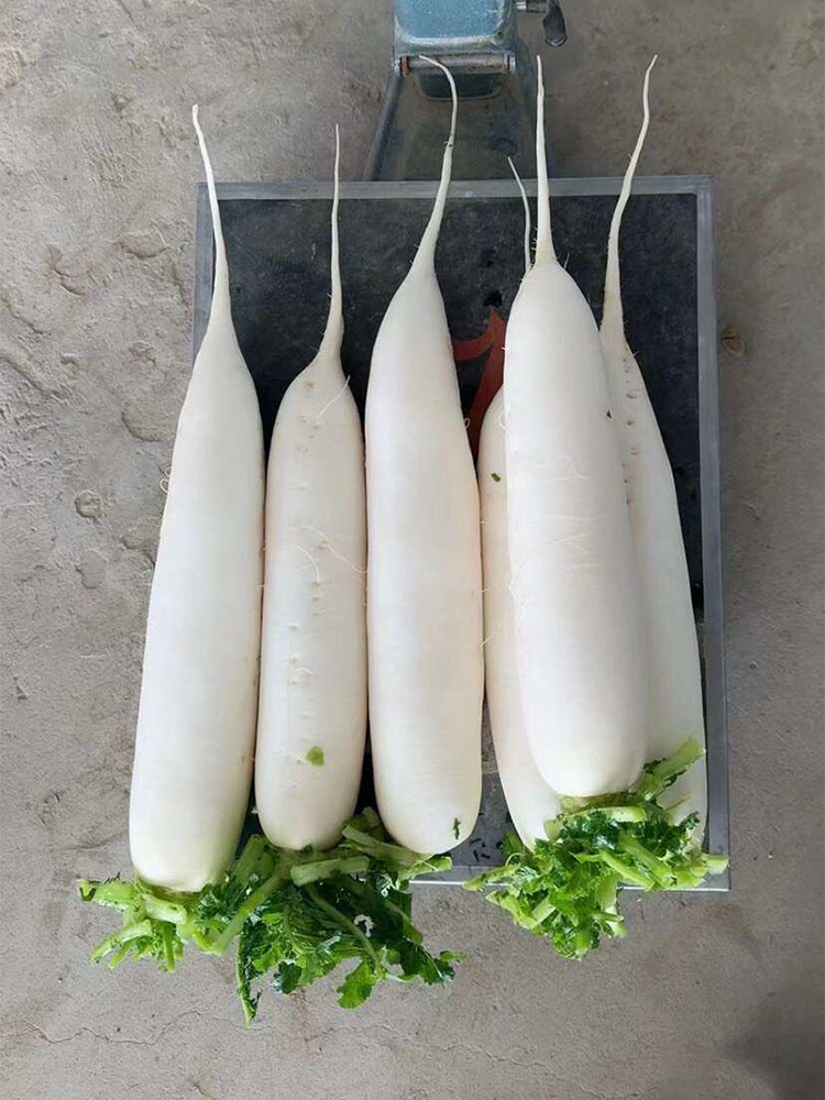 New White Jade Spring Radish
