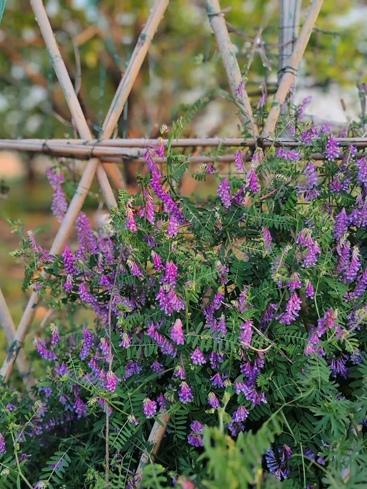 Long-haired Vetch