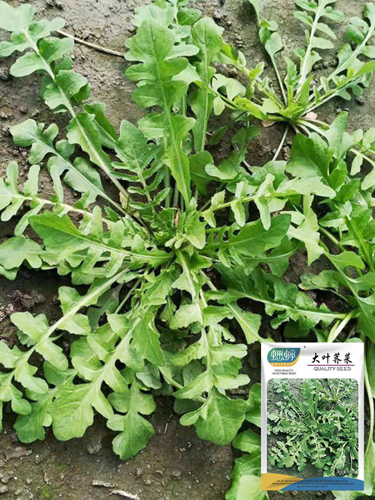 Broad-leaved Shepherd's Purse