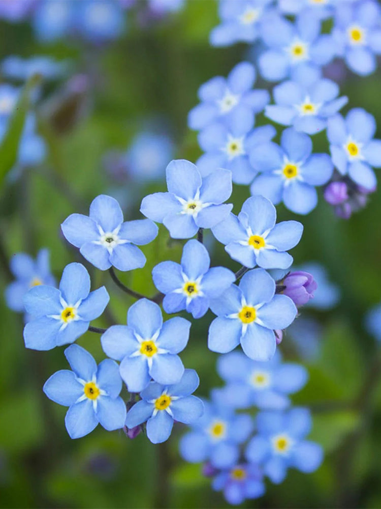 Blue Alpine Forget-Me-Not