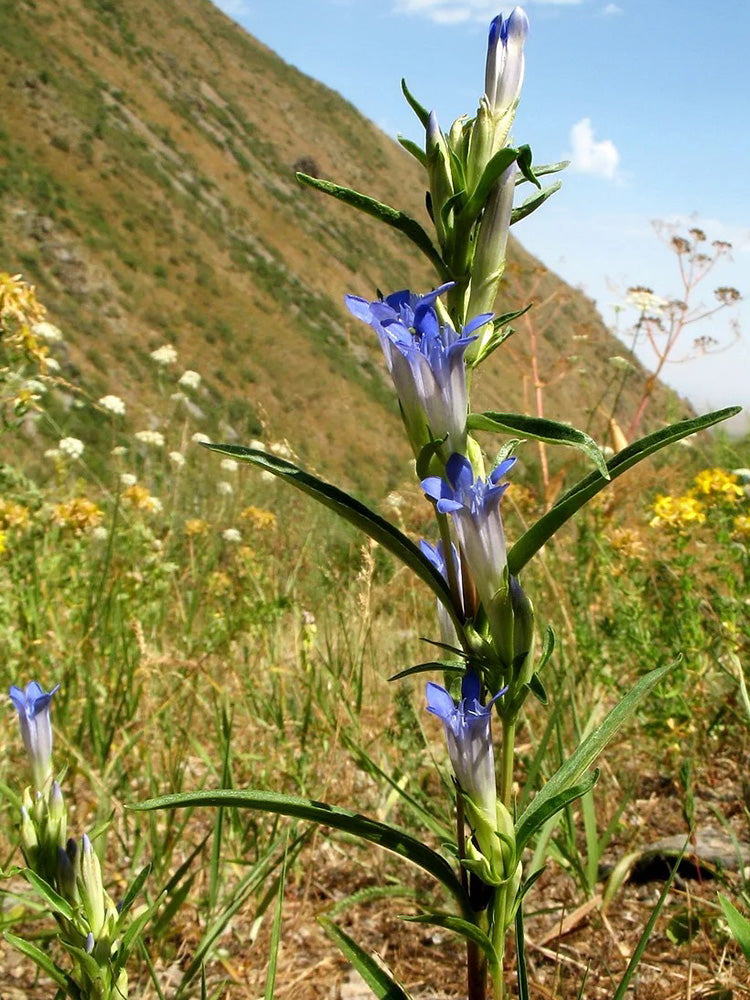 Largeleaf Gentian Qin Jiao