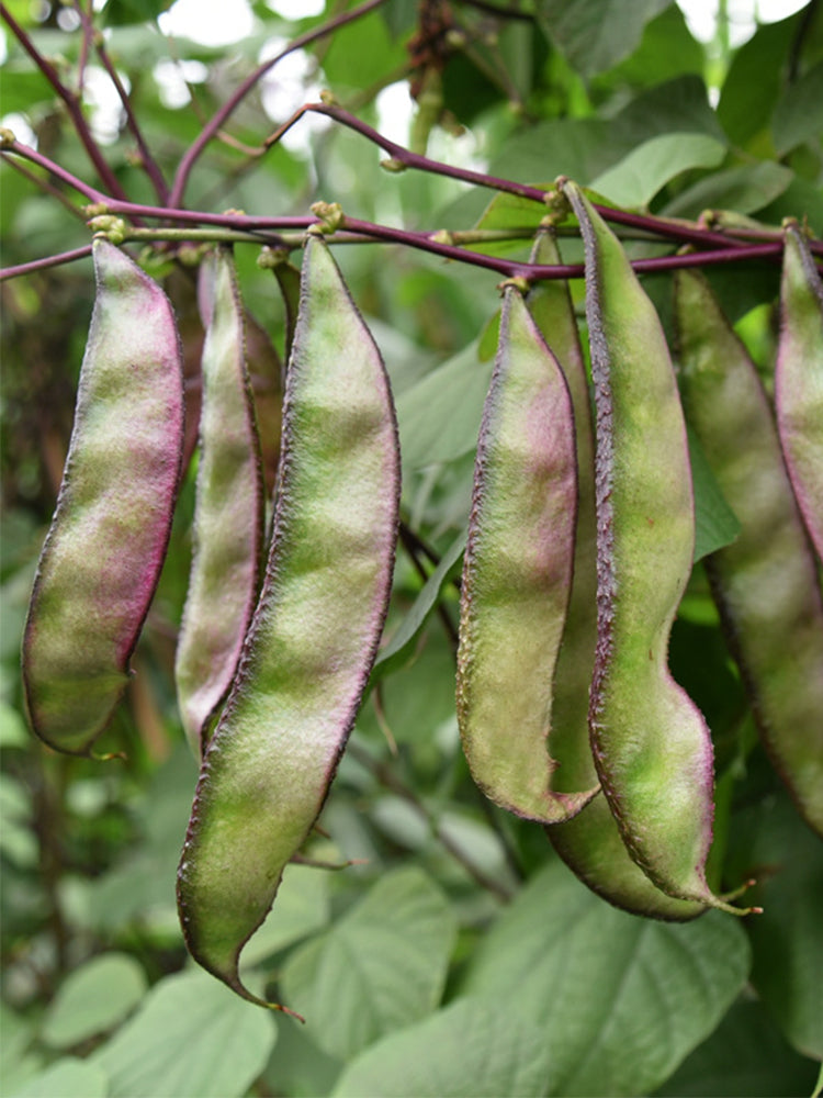 Purple-edged Hyacinth Beans