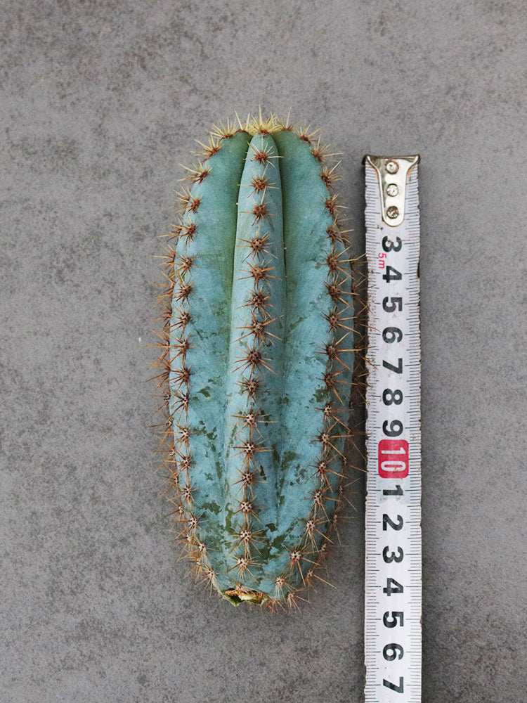 Pilosocereus pachycladus