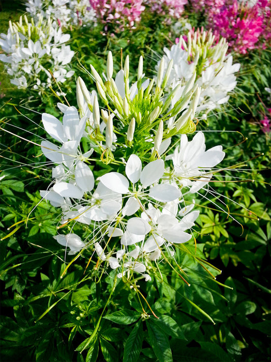 White Spider Flowers (Cleome houtteana)