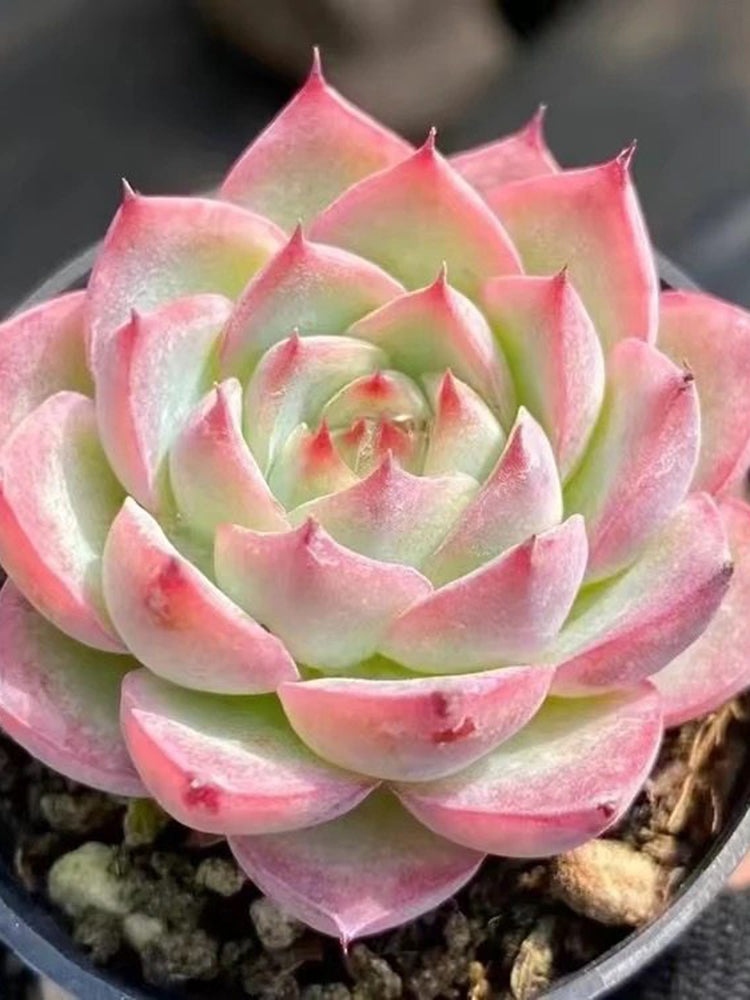 Echeveria 'Silhouette'