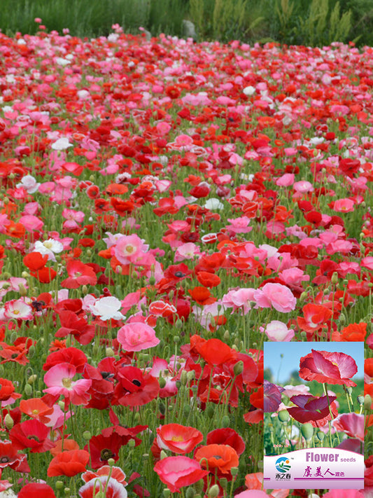 Corn Poppy Mixed Colors
